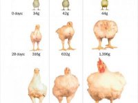  بالصور تأثير الهرمونات على الدجاج في 50 عاما